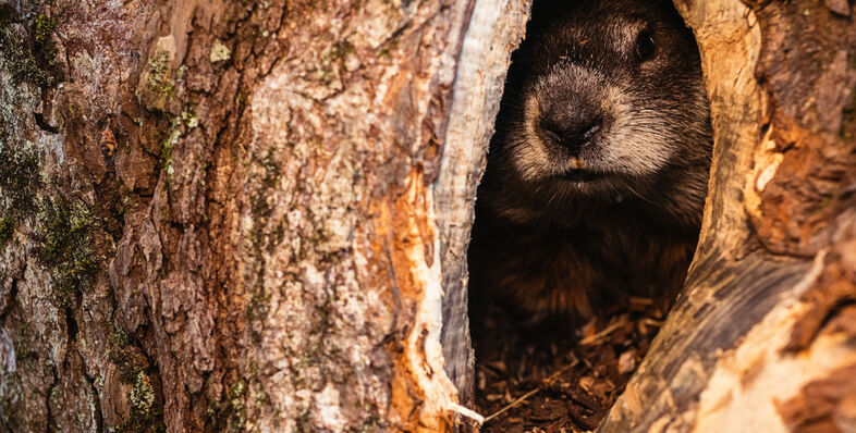 A Groundhog hiding in a hole