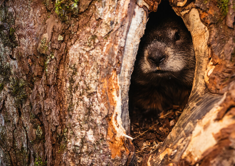 A Groundhog hiding in a hole