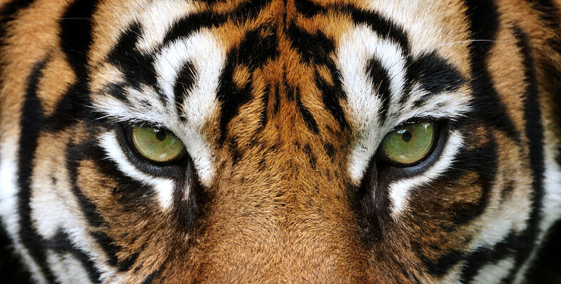 Eyes of a tiger