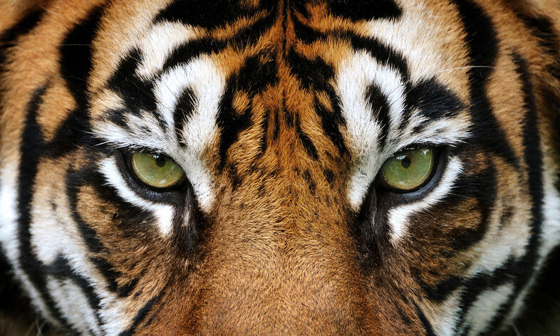 Eyes of a tiger