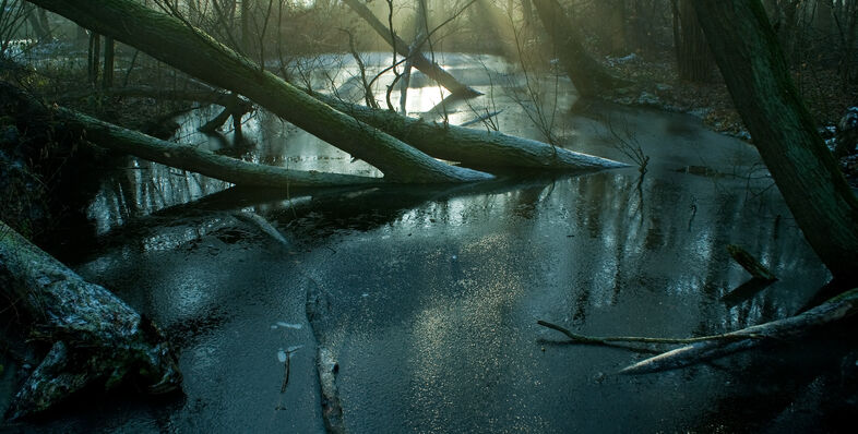 A photo of a swamp