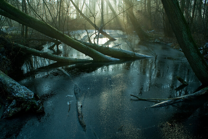 A photo of a swamp